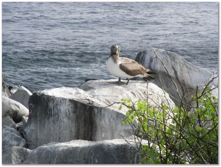 rimg0519.jpg Galapagos Islands, Ecuador, Charles Darwin, Evolution
