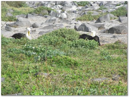 rimg0521.jpg Galapagos Islands, Ecuador, Charles Darwin, Evolution