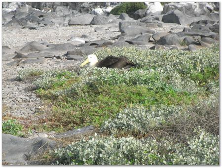 rimg0522.jpg Galapagos Islands, Ecuador, Charles Darwin, Evolution