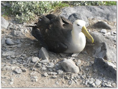 rimg0524.jpg Galapagos Islands, Ecuador, Charles Darwin, Evolution