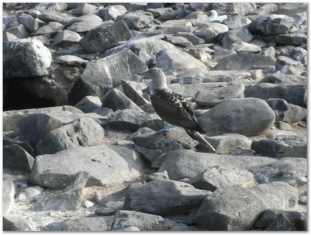 rimg0528.jpg Galapagos Islands, Ecuador, Charles Darwin, Evolution