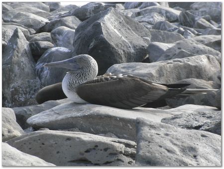rimg0530.jpg Galapagos Islands, Ecuador, Charles Darwin, Evolution