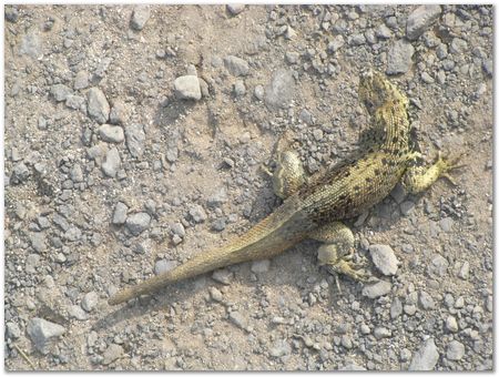 rimg0539.jpg Galapagos Islands, Ecuador, Charles Darwin, Evolution