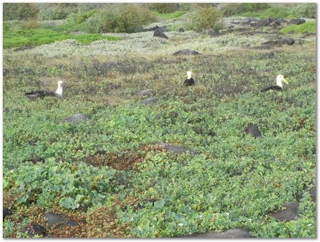 rimg0542.jpg Galapagos Islands, Ecuador, Charles Darwin, Evolution