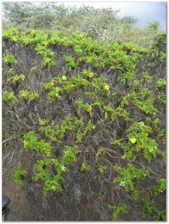 rimg0556.jpg Galapagos Islands, Ecuador, Charles Darwin, Evolution