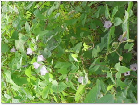 rimg0569.jpg Galapagos Islands, Ecuador, Charles Darwin, Evolution