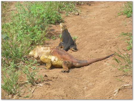 rimg0572.jpg Galapagos Islands, Ecuador, Charles Darwin, Evolution