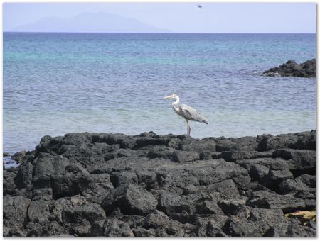 rimg0575.jpg Galapagos Islands, Ecuador, Charles Darwin, Evolution
