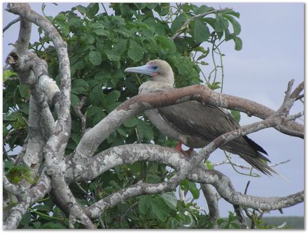 rimg0592.jpg Galapagos Islands, Ecuador, Charles Darwin, Evolution