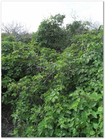 rimg0600.jpg Galapagos Islands, Ecuador, Charles Darwin, Evolution