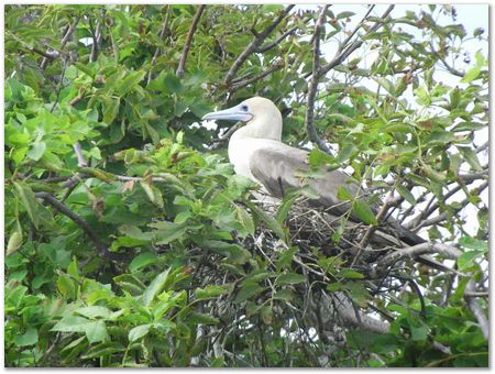 rimg0609.jpg Galapagos Islands, Ecuador, Charles Darwin, Evolution