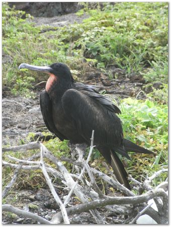rimg0618.jpg Galapagos Islands, Ecuador, Charles Darwin, Evolution