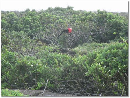 rimg0620.jpg Galapagos Islands, Ecuador, Charles Darwin, Evolution