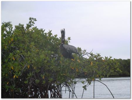 rimg0642.jpg Galapagos Islands, Ecuador, Charles Darwin, Evolution