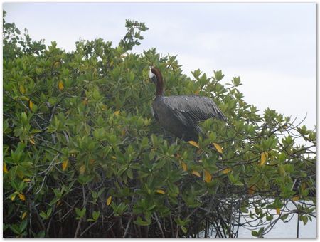 rimg0643.jpg Galapagos Islands, Ecuador, Charles Darwin, Evolution