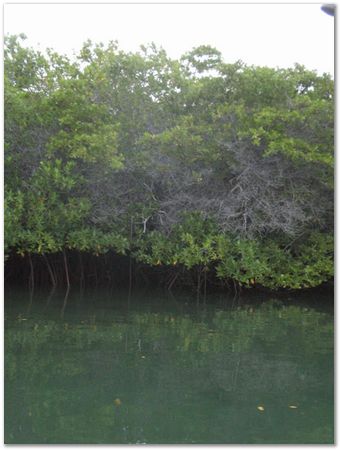 rimg0648.jpg Galapagos Islands, Ecuador, Charles Darwin, Evolution