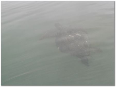 rimg0656.jpg Galapagos Islands, Ecuador, Charles Darwin, Evolution