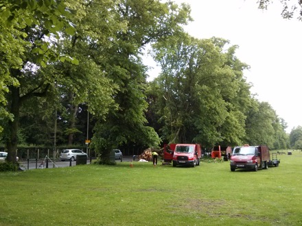 fallen tree in Cambridge, Lindsay Greer, birthday, automated hardness tester