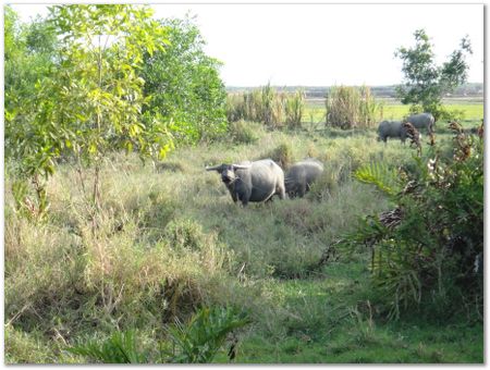 dsc02442.jpg Wilberth Alvarez-Solano, Vietnam, Cambodia, Laos, elephants
