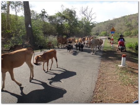 dsc02462.jpg Wilberth Alvarez-Solano, Vietnam, Cambodia, Laos, elephants