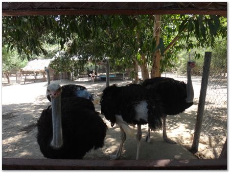 dsc02502.jpg Wilberth Alvarez-Solano, Vietnam, Cambodia, Laos, elephants