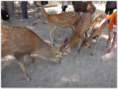 dsc02503.jpg Wilberth Alvarez-Solano, Vietnam, Cambodia, Laos, elephants