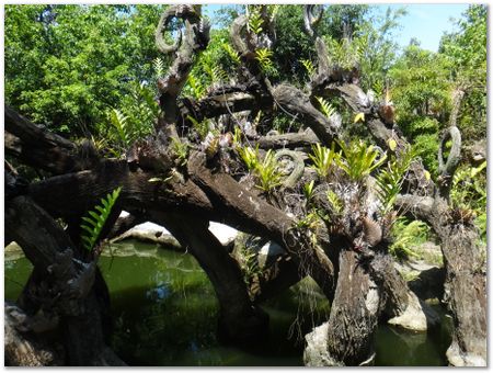 dsc02504.jpg Wilberth Alvarez-Solano, Vietnam, Cambodia, Laos, elephants