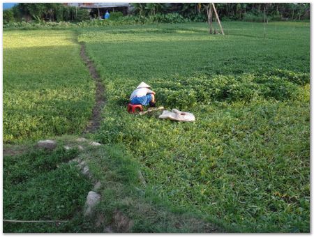 dsc02525.jpg Wilberth Alvarez-Solano, Vietnam, Cambodia, Laos, elephants