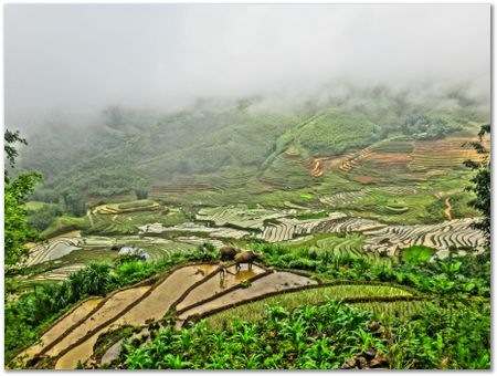 dsc02596.jpg Wilberth Alvarez-Solano, Vietnam, Cambodia, Laos, elephants
