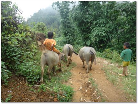 dsc02599.jpg Wilberth Alvarez-Solano, Vietnam, Cambodia, Laos, elephants