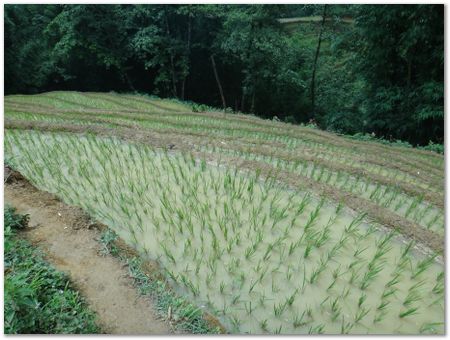 dsc02601.jpg Wilberth Alvarez-Solano, Vietnam, Cambodia, Laos, elephants