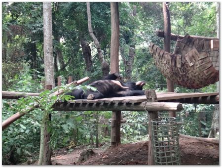 dsc02646.jpg Wilberth Alvarez-Solano, Vietnam, Cambodia, Laos, elephants
