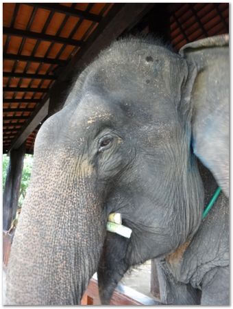 dsc02657.jpg Wilberth Alvarez-Solano, Vietnam, Cambodia, Laos, elephants