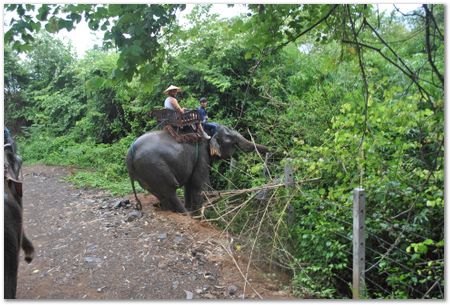 dsc_1183.jpg Wilberth Alvarez-Solano, Vietnam, Cambodia, Laos, elephants