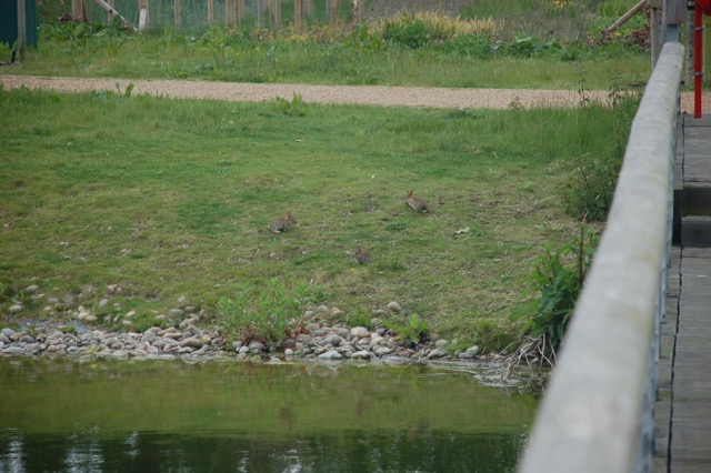 rabbits, ducklings, Materials science and metallurgy, university of cambridge