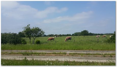 20160605_110407.jpg David MacKay,Darwin College, St Ives, Bike ride, David MacKay Memorial Fund