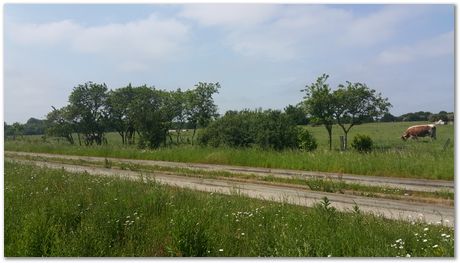20160605_110409.jpg David MacKay,Darwin College, St Ives, Bike ride, David MacKay Memorial Fund