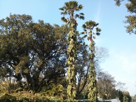 Thin slab casting, steel metallurgy, process metallurgy, steel, Harry Bhadeshia, steelmaking, hot rolling, TATA Steel, Jamshedpur, India