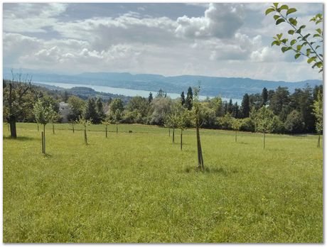 img_20160806_123816.jpg Chips, Switzerland, Jiawen Chen, Stephan Forsik, food festival in Darwin College, chocolates, Mathew Peet