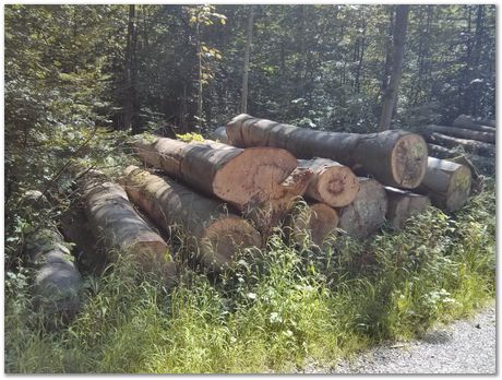 img_20160807_141056.jpg Chips, Switzerland, Jiawen Chen, Stephan Forsik, food festival in Darwin College, chocolates, Mathew Peet