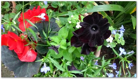 img_20170617_161718681.jpg Open day, Laboratory of Molecular Biology, Cambridge, MRC, LMB