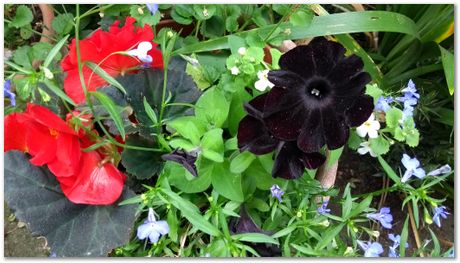 img_20170617_161721059.jpg Open day, Laboratory of Molecular Biology, Cambridge, MRC, LMB