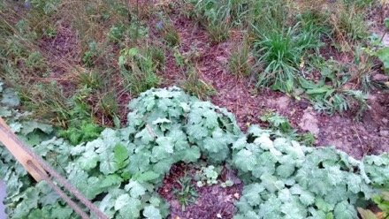 Joseph Shinar, Harry Bhadeshia, Lindsay Greer, Wolfgang Bleck, Elazar Gutmanas, Harry Ruda, Alyona Ponomarenko, Tim O'Connor, Lou Halamek, Jan Ruitenbeek, Rulan Valiev, Leonid A. Vaisberg, Borje Johansson, Moscow, Russian Federation