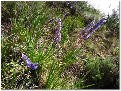 img_20171209_112724675.jpg EMSA conference, 2017, University of Cape Town, Robert Knutsen, Harry Bhadeshia