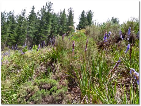 img_20171209_112728841_hdr.jpg EMSA conference, 2017, University of Cape Town, Robert Knutsen, Harry Bhadeshia