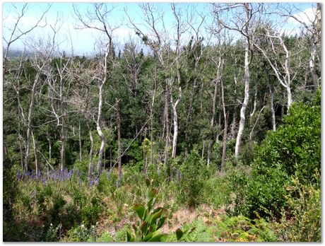 img_20171209_113305640.jpg EMSA conference, 2017, University of Cape Town, Robert Knutsen, Harry Bhadeshia