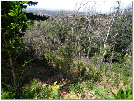 img_20171209_113309635.jpg EMSA conference, 2017, University of Cape Town, Robert Knutsen, Harry Bhadeshia