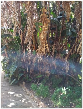 img_20171209_122901830.jpg EMSA conference, 2017, University of Cape Town, Robert Knutsen, Harry Bhadeshia