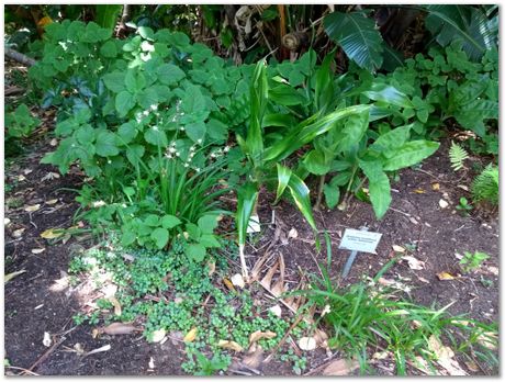 img_20171209_122914331.jpg EMSA conference, 2017, University of Cape Town, Robert Knutsen, Harry Bhadeshia