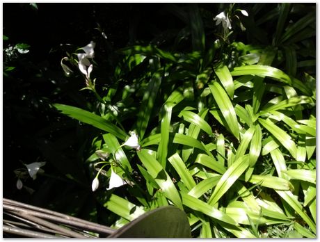 img_20171209_124601107.jpg EMSA conference, 2017, University of Cape Town, Robert Knutsen, Harry Bhadeshia